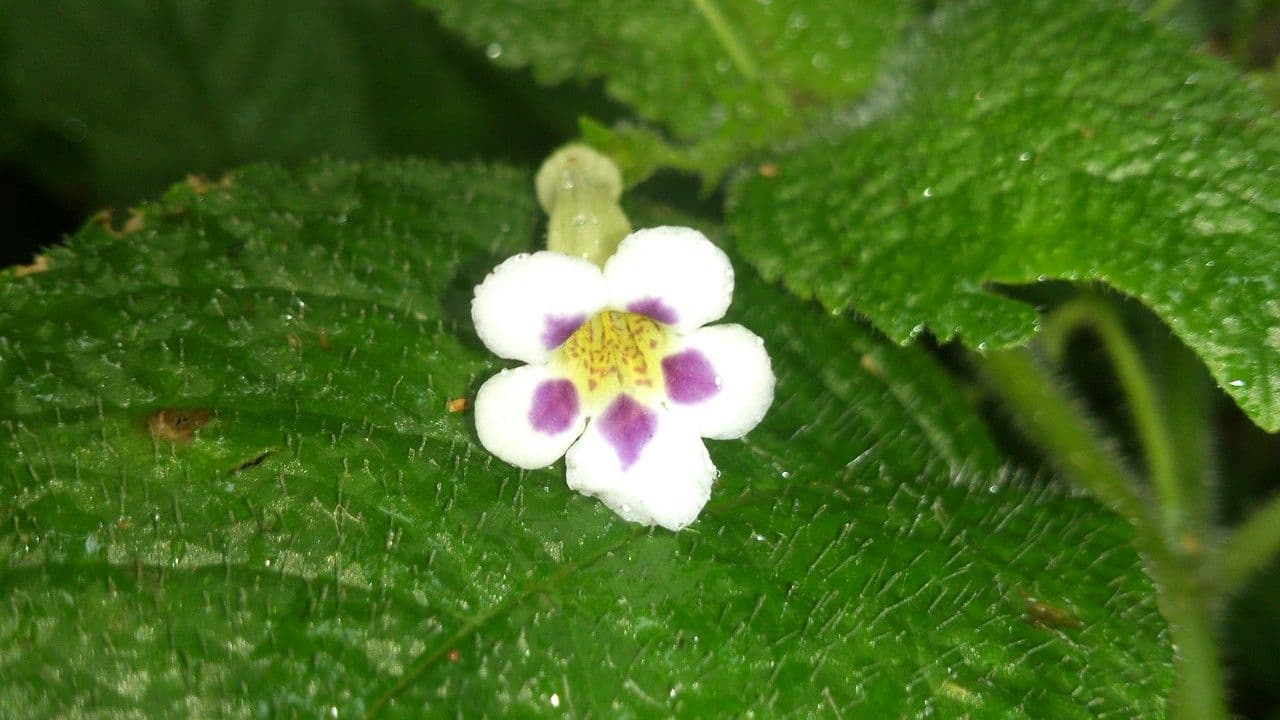 Diastema affine