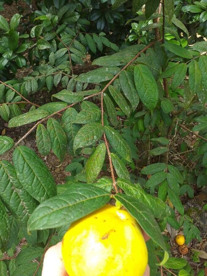 Eugenia 11