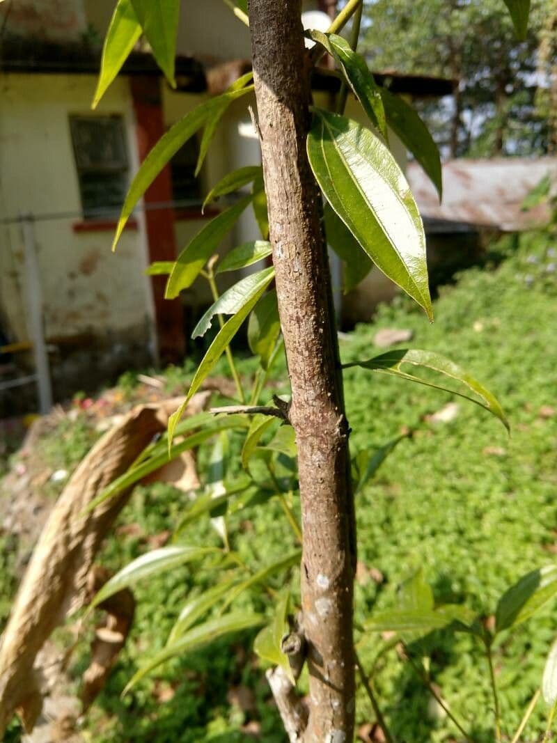 Cocculus 20