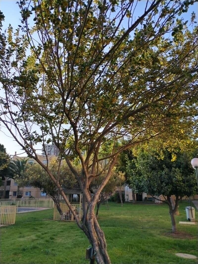 Azara dentata 6
