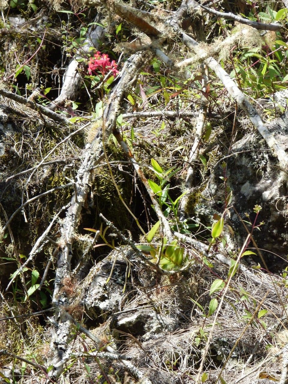 Epidendrum radicans 12