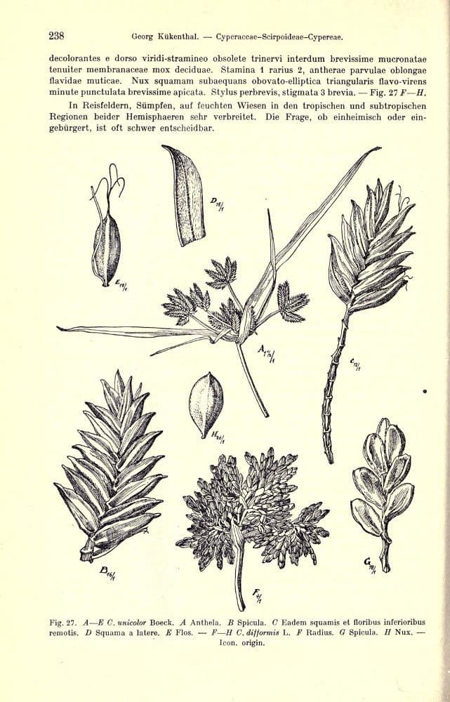 Zigolo difforme 24