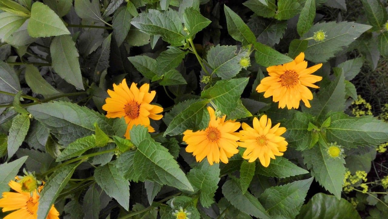 Heliopsis 9