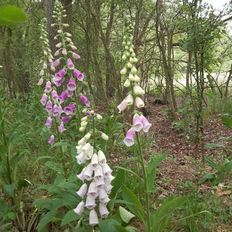 Náprstník červený 25