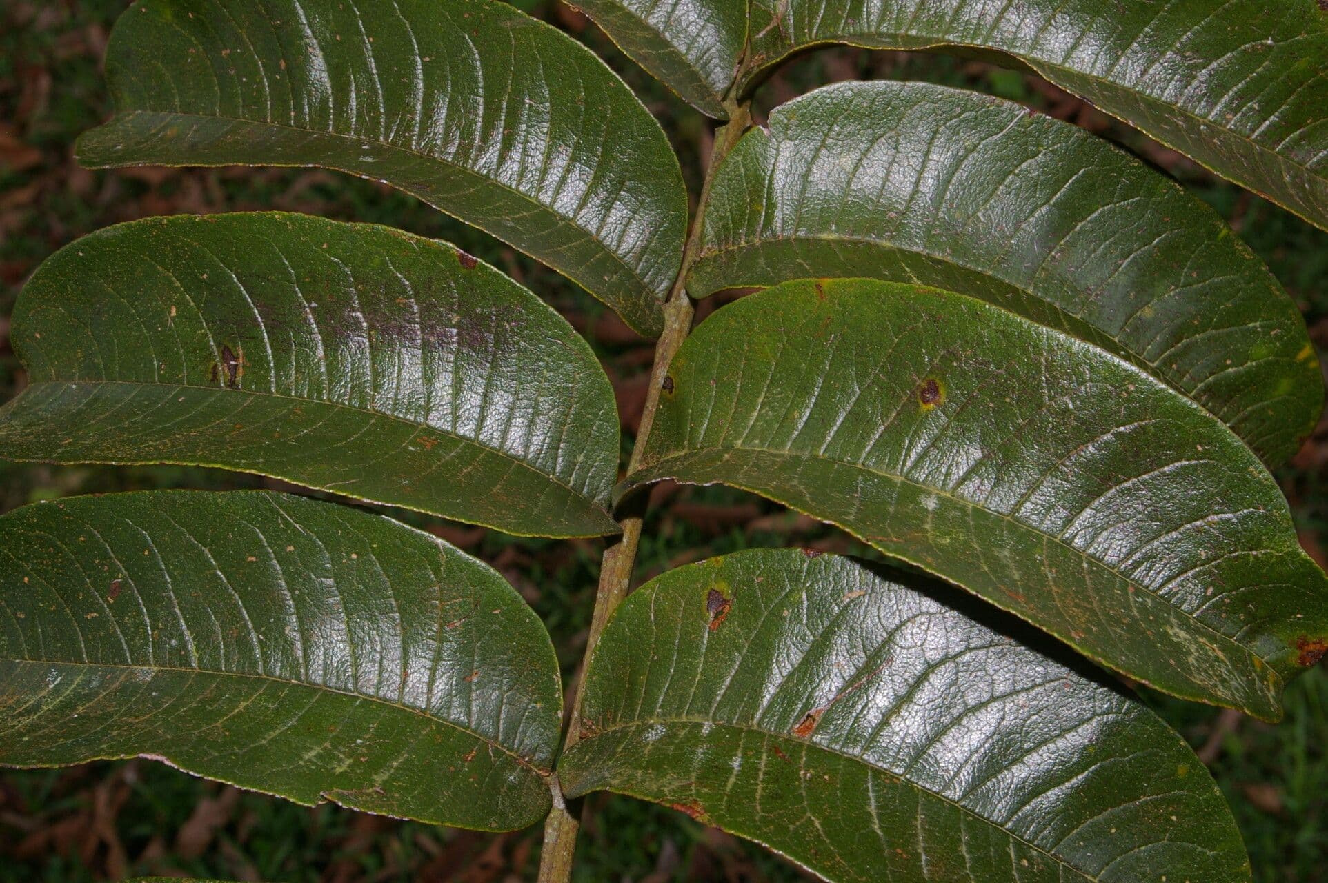 Zanthoxylum 8
