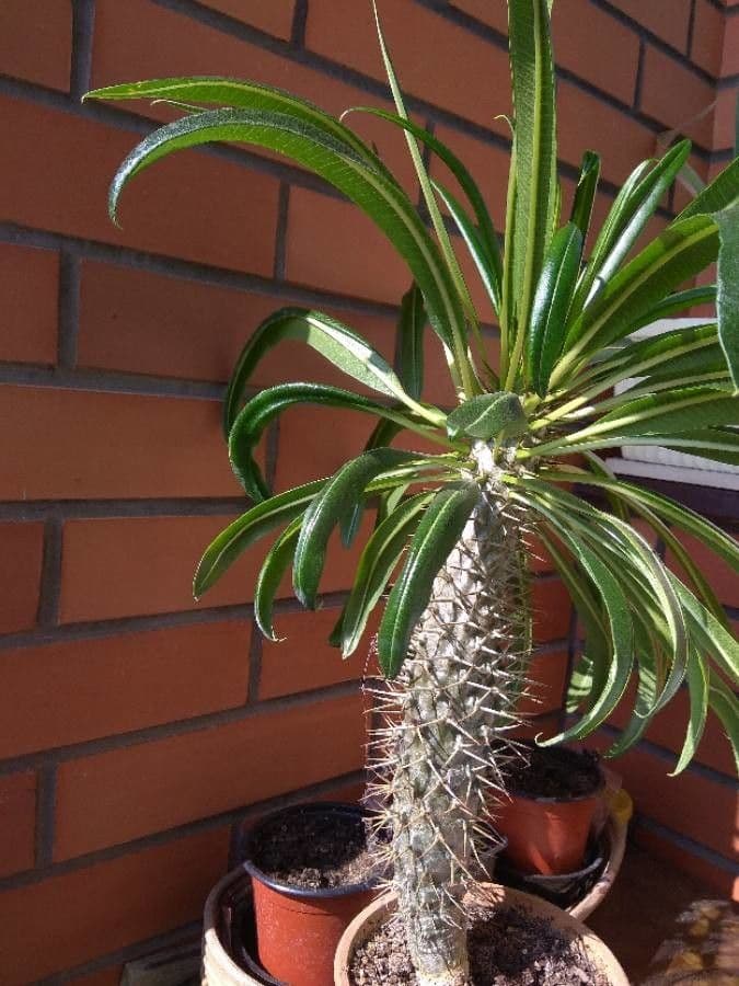 Pachypodium 18