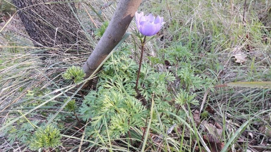 Kronen-Anemone 13