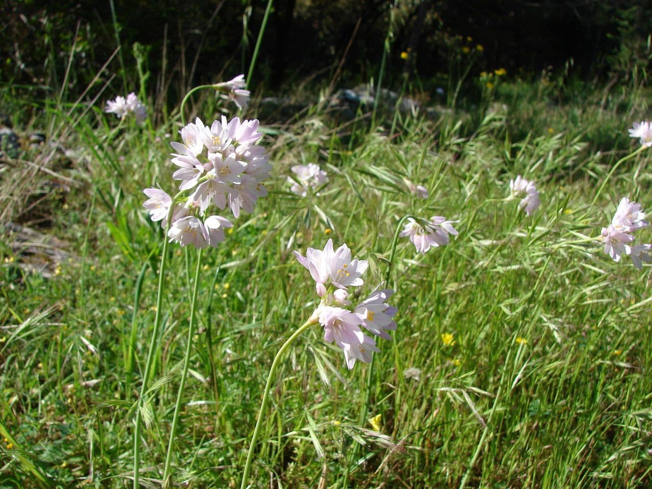 Aglio narciso 9