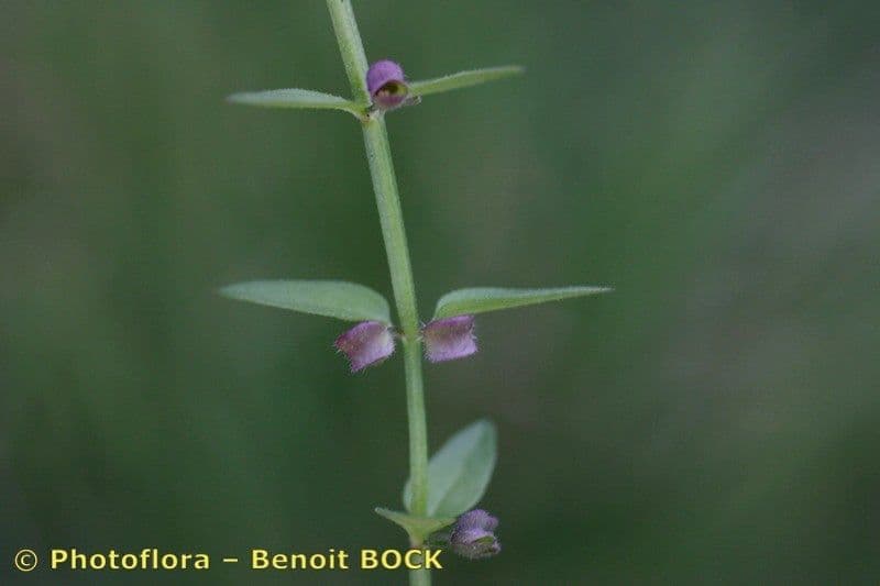 Scutellaria minore 18