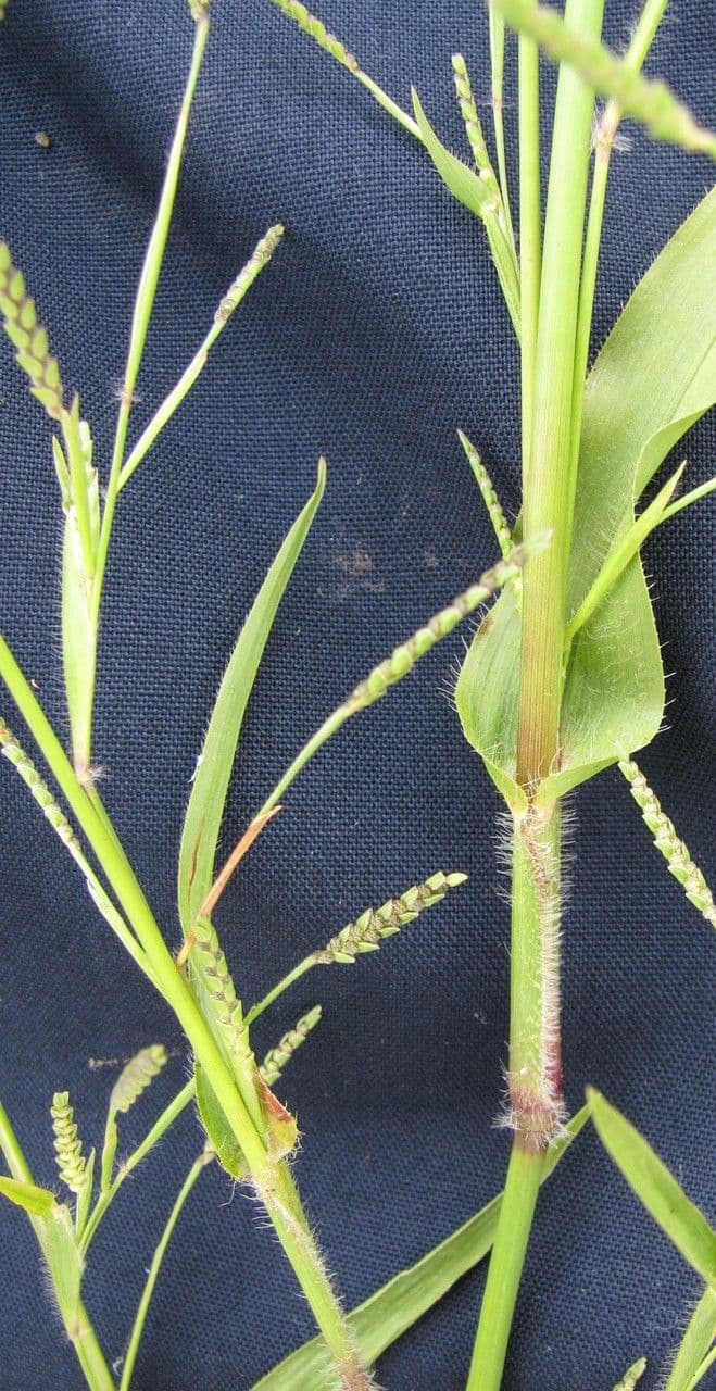 Erba granulosa 7