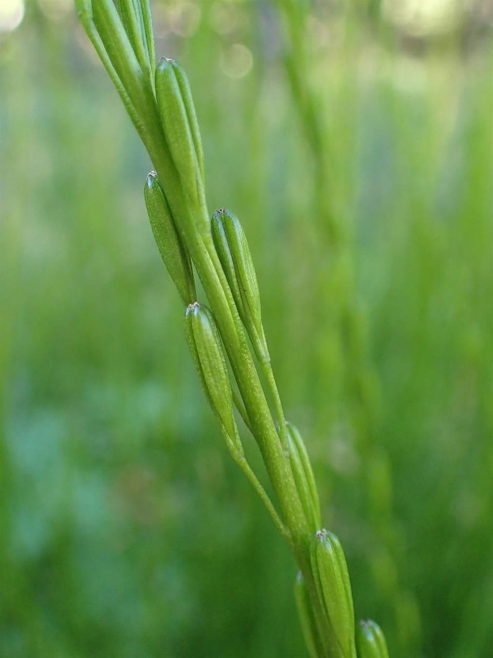Giuncastrello palustre 24