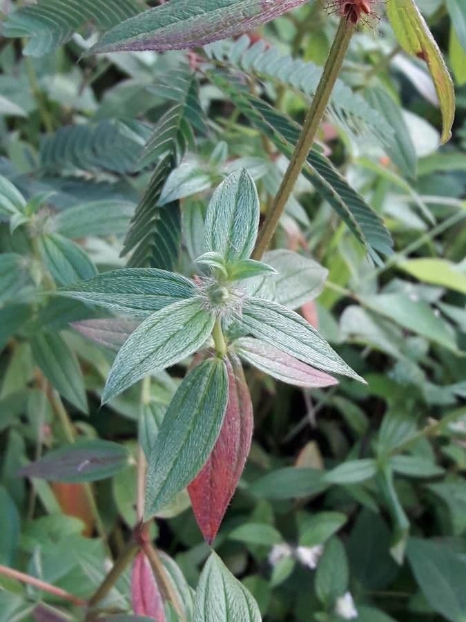 Falsa prateria 12