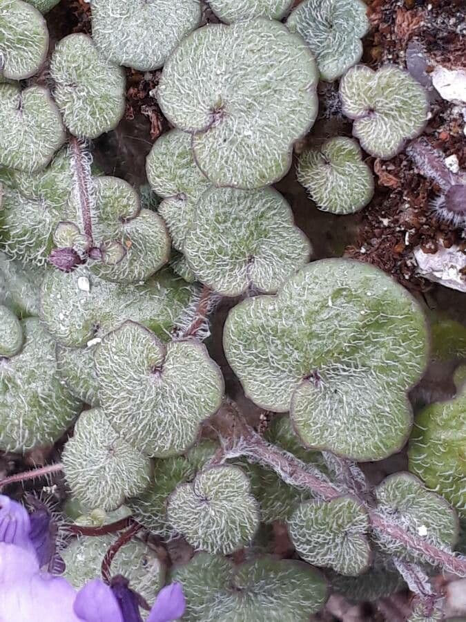 Cimbalaria 15