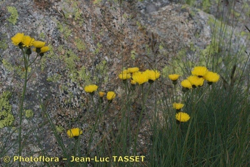 Pilosella corymbuloides 6