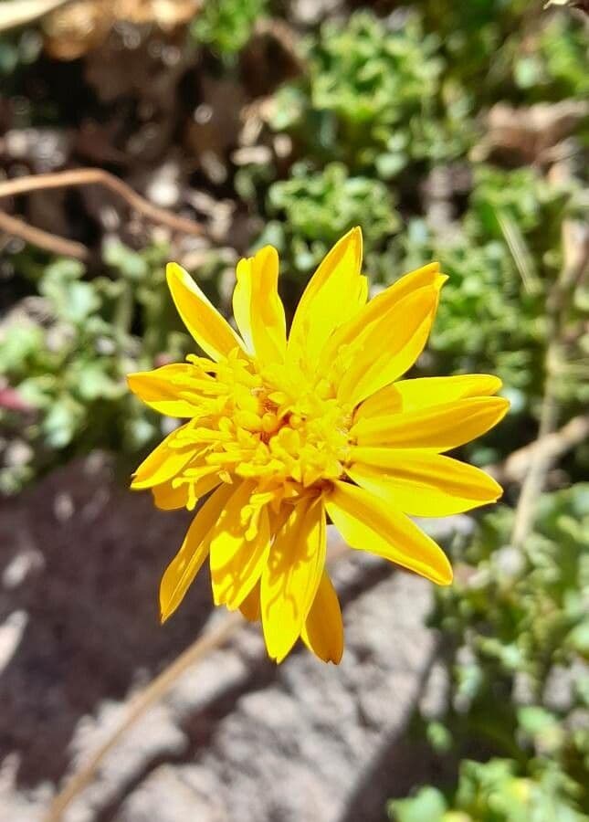 Haplopappus
