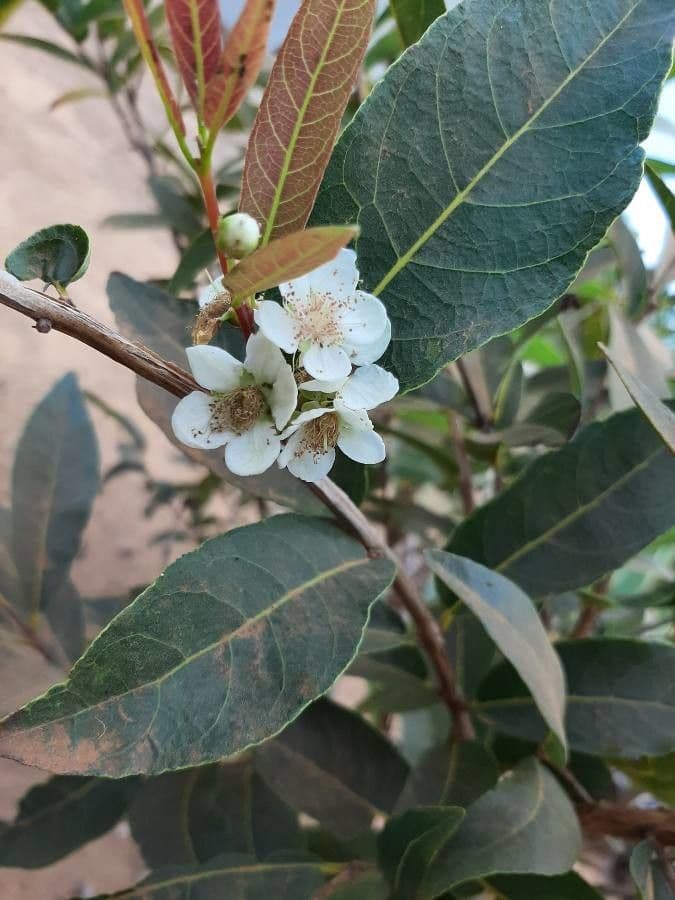 Campomanesia xanthocarpa 10