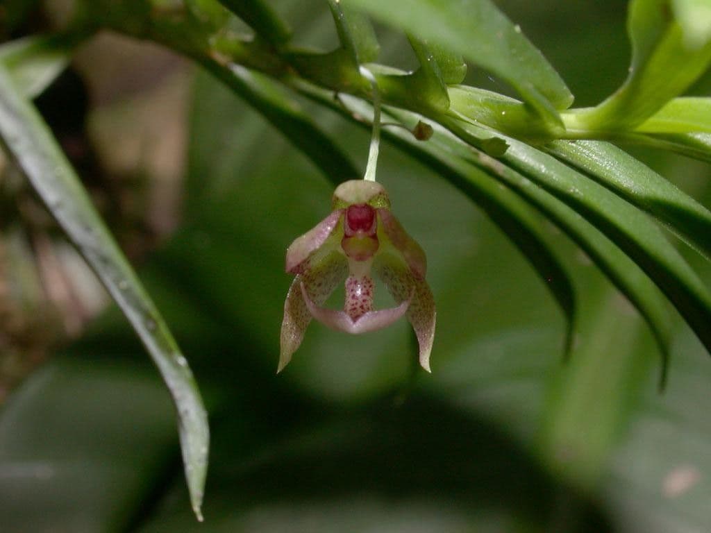 Dichaea 5