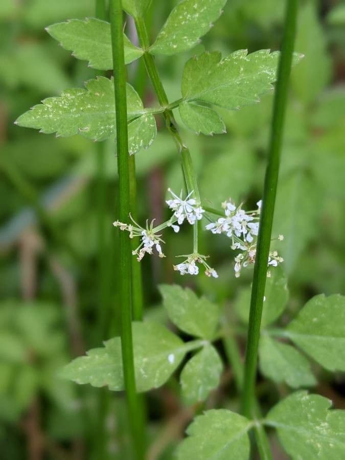 Oenanthe de Java 5