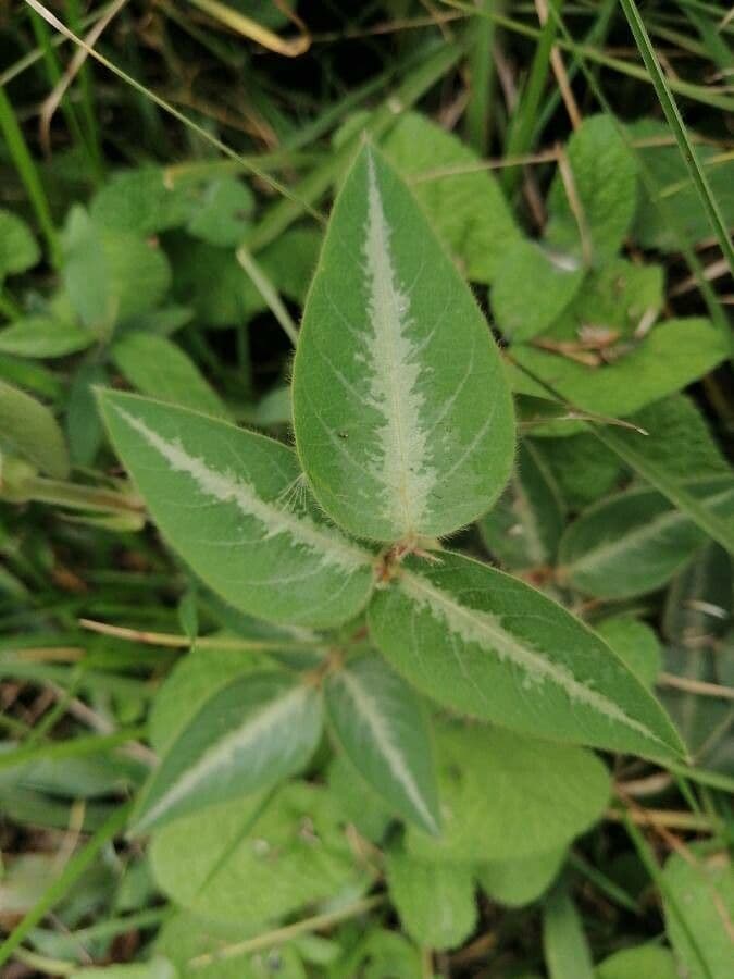 Desmodium uncinatum 8