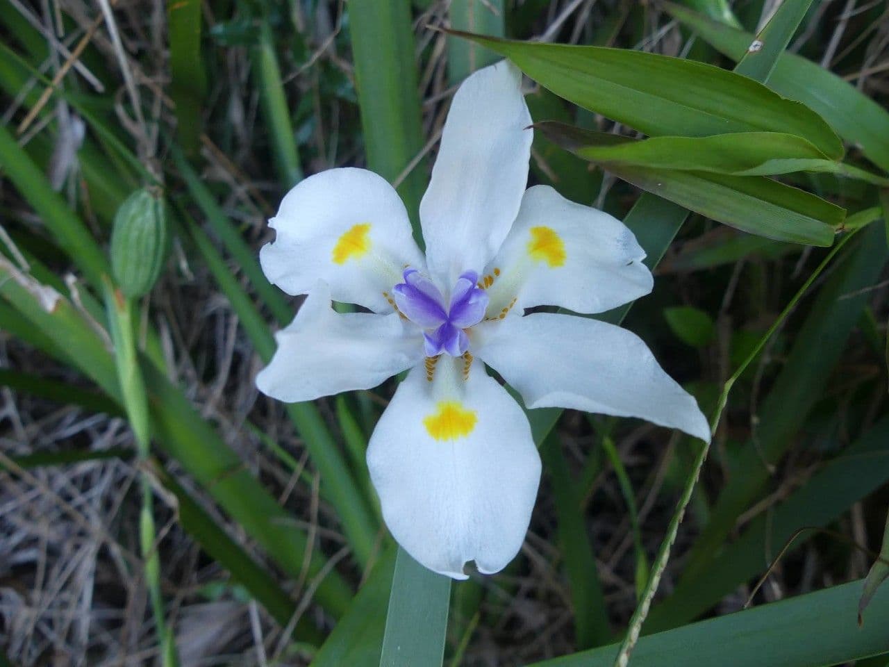 Iris selvatico 3