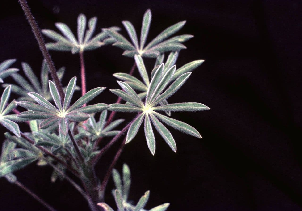 Dichtblütige Lupine 13
