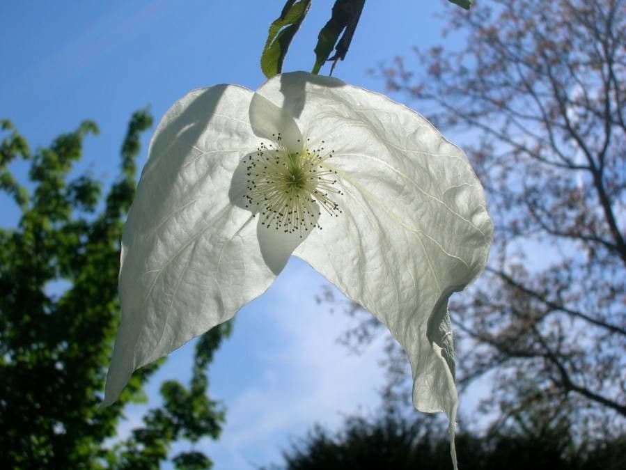 Taschentuchbaum 9