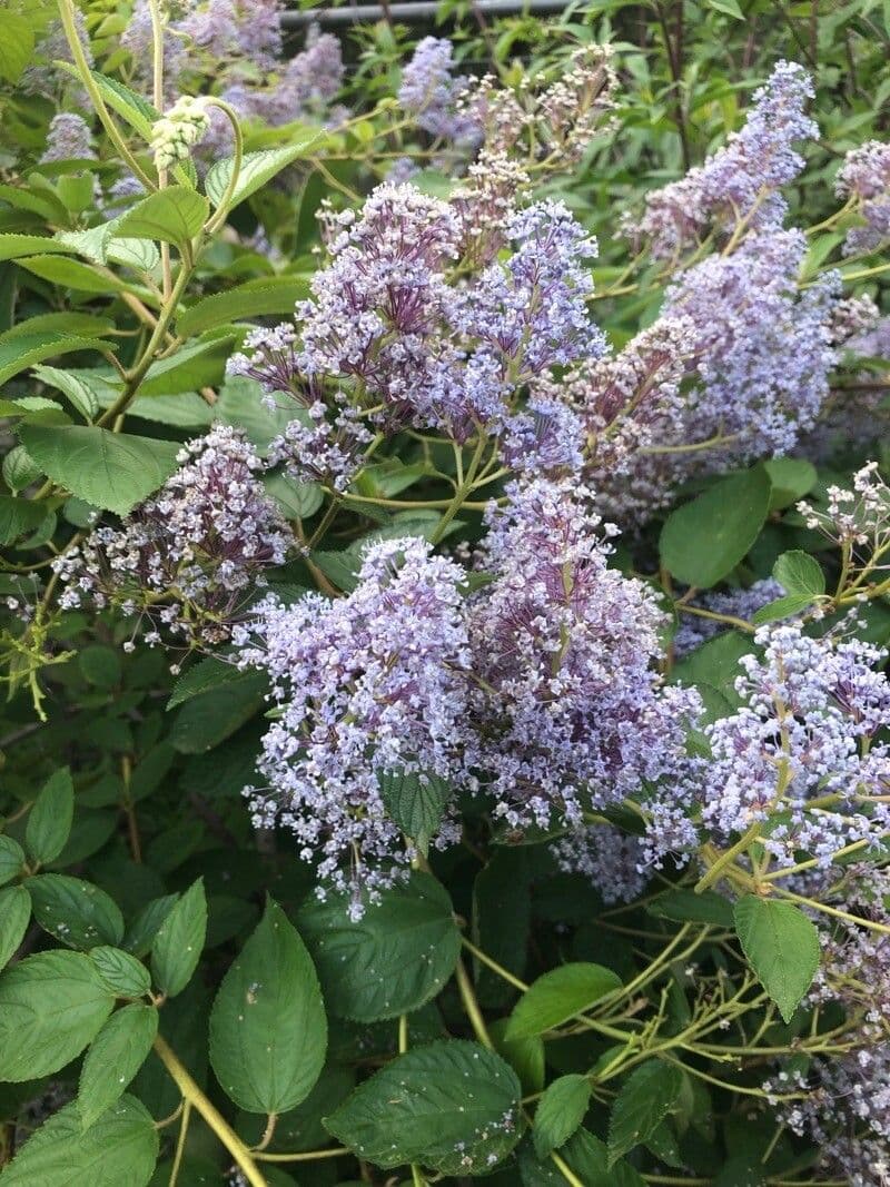 Ceanothus americký 20