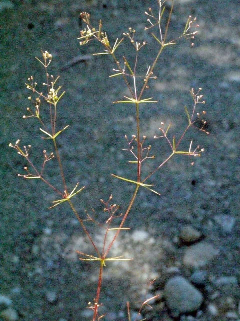 Rubiacea 14