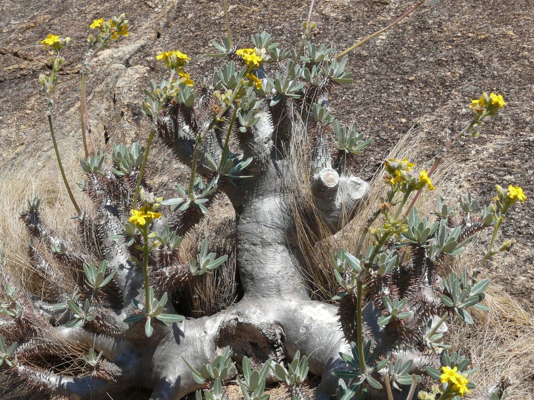 Pachypodium 5