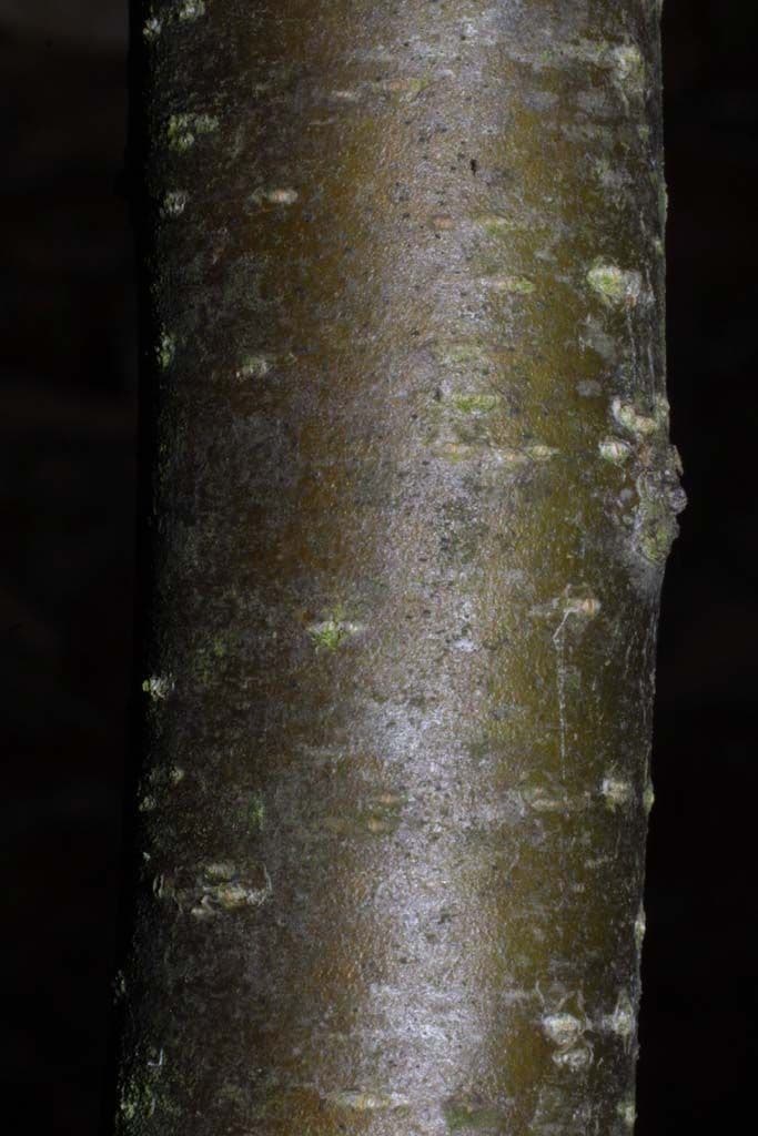 Houx verticillé 23