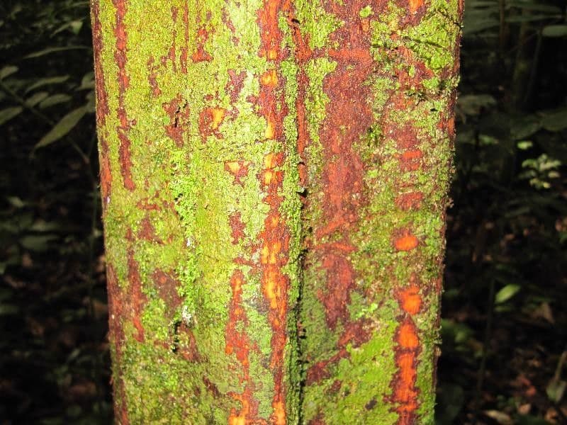 Pouteria