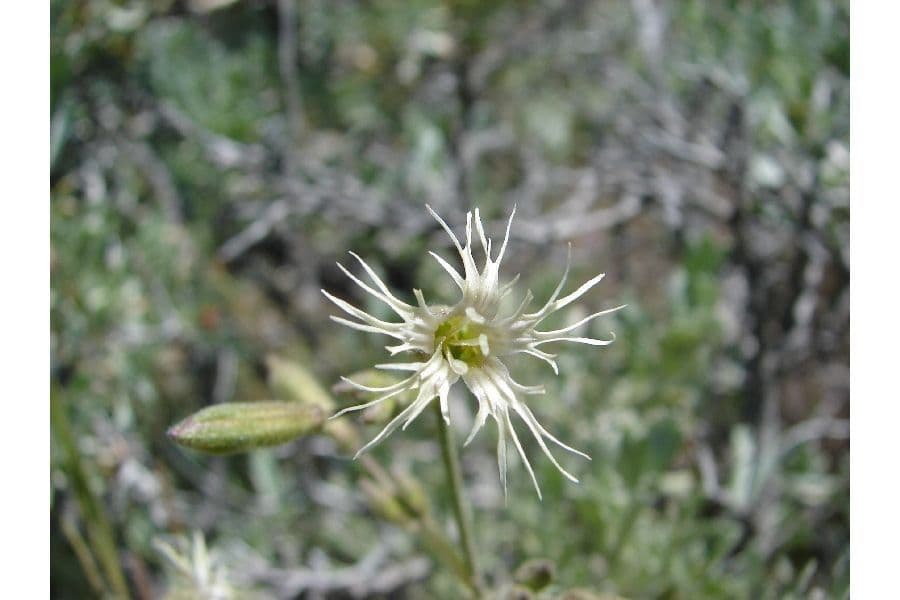 Silene dell'Oregon 2