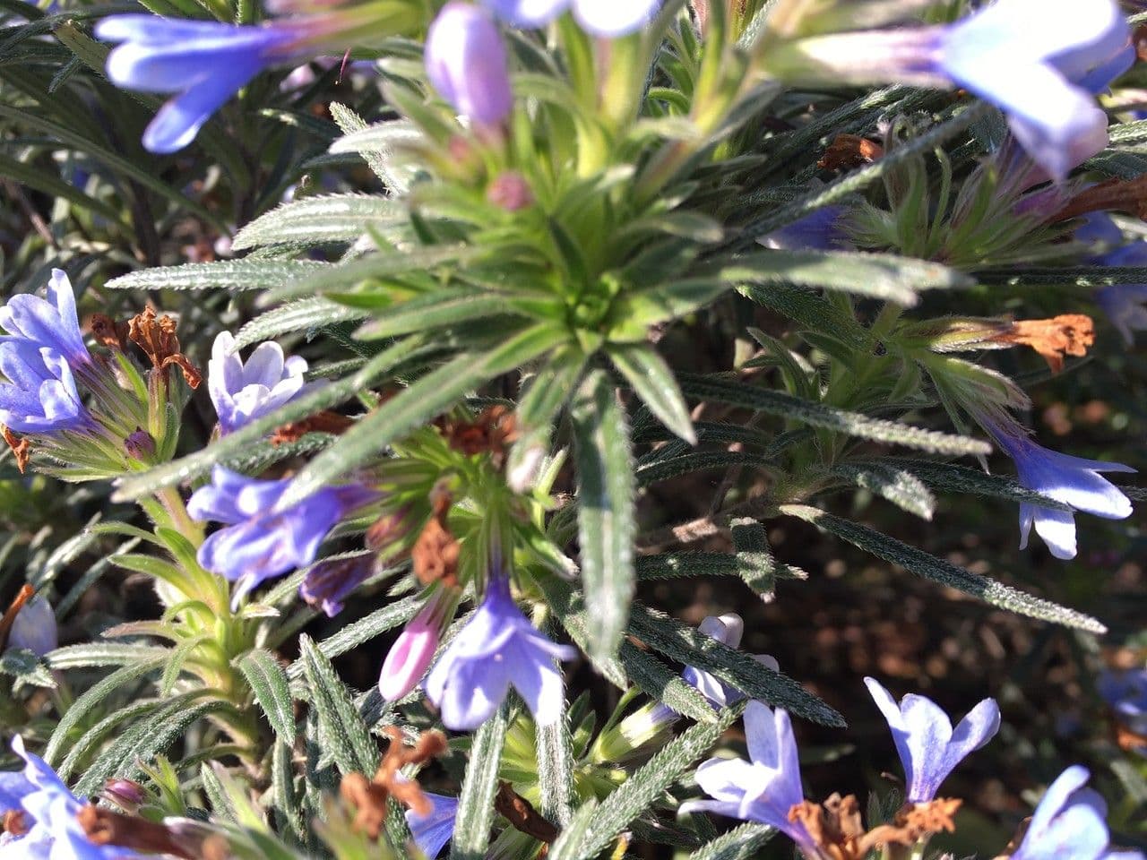Lithodora 7