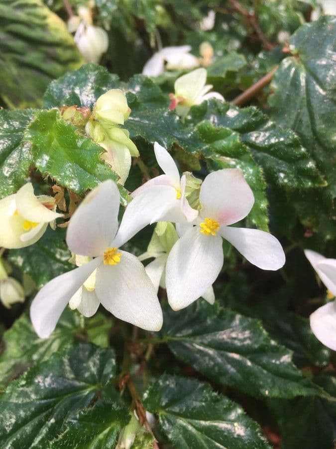 Begonia 5