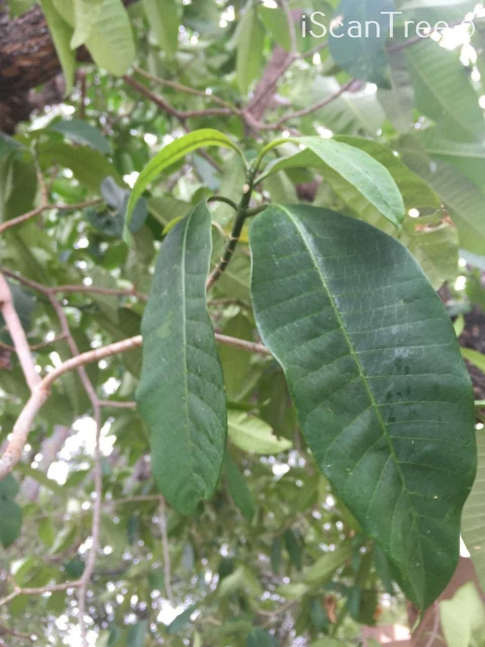 Tabernaemontana 17