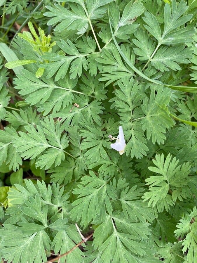Dicentra de capucha 13