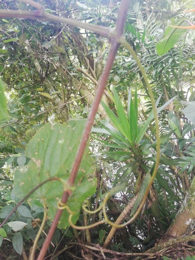 Vitis tiliifolia 21