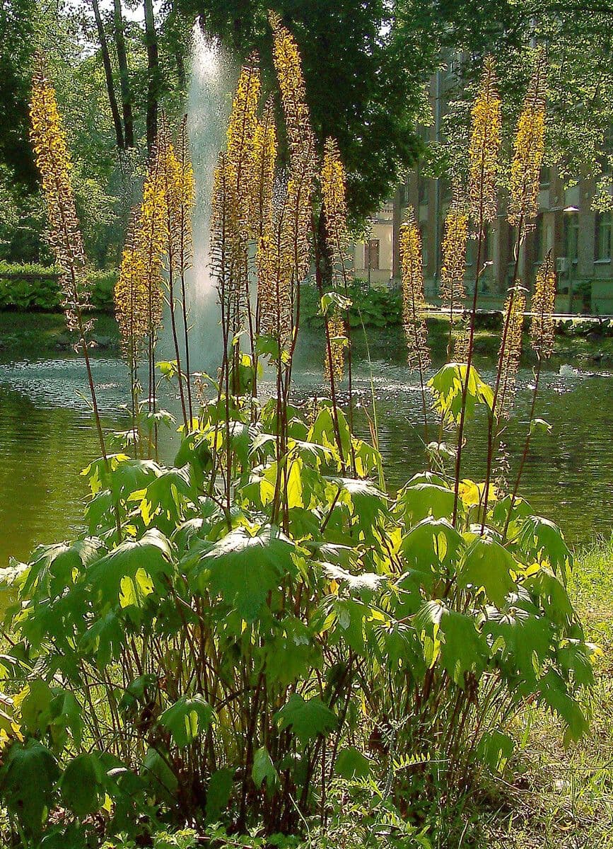 Ligularia 7