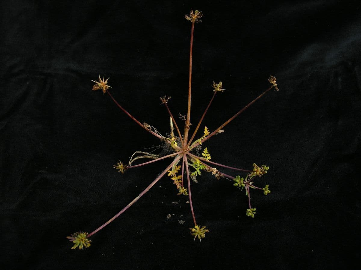 Physospermopsis
