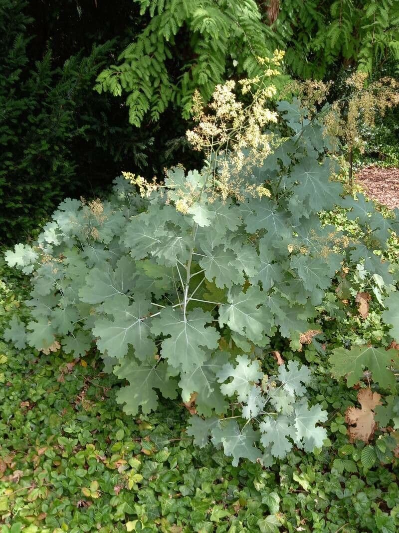 Macleaya 15