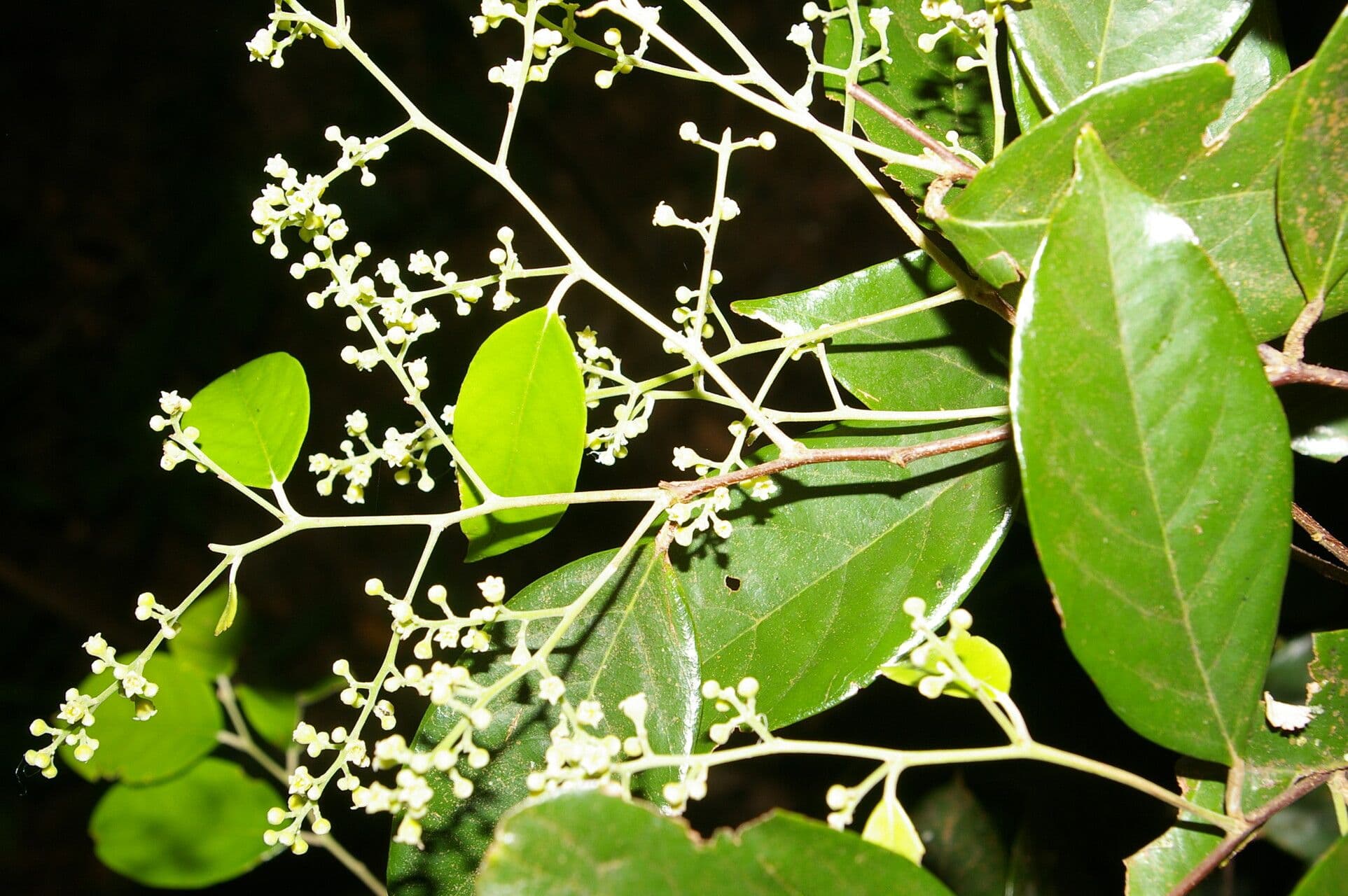 Licania 8