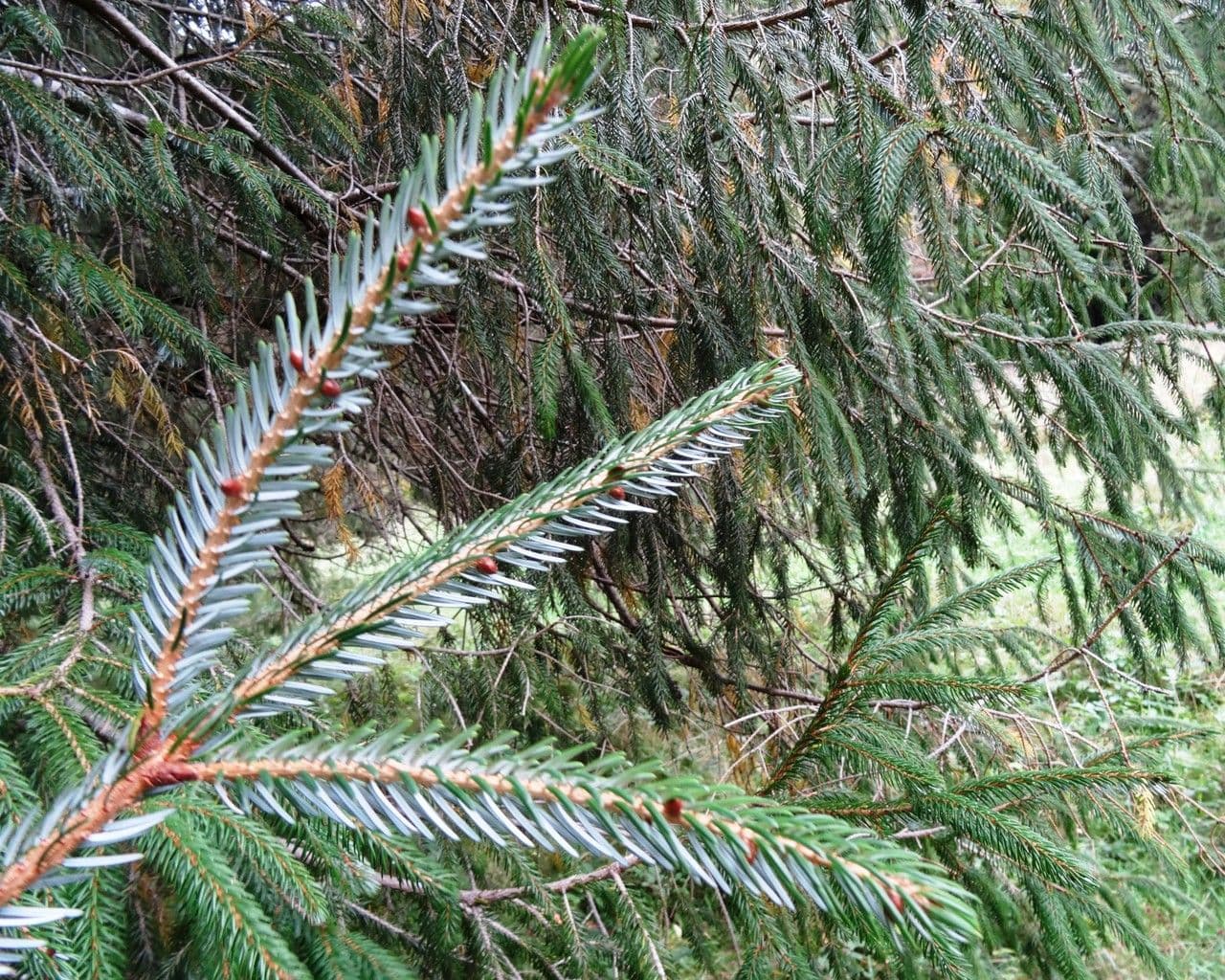 Abete brachytyla 7