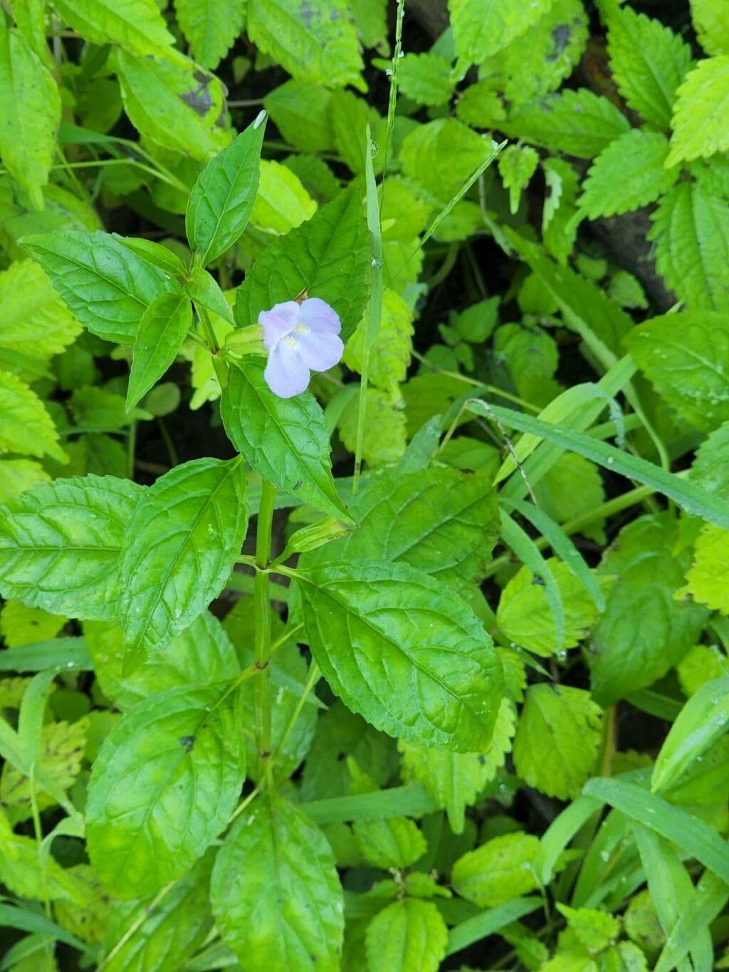 Sharp-wing monkey-flower 4