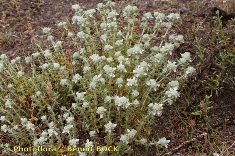 Teucrium 17