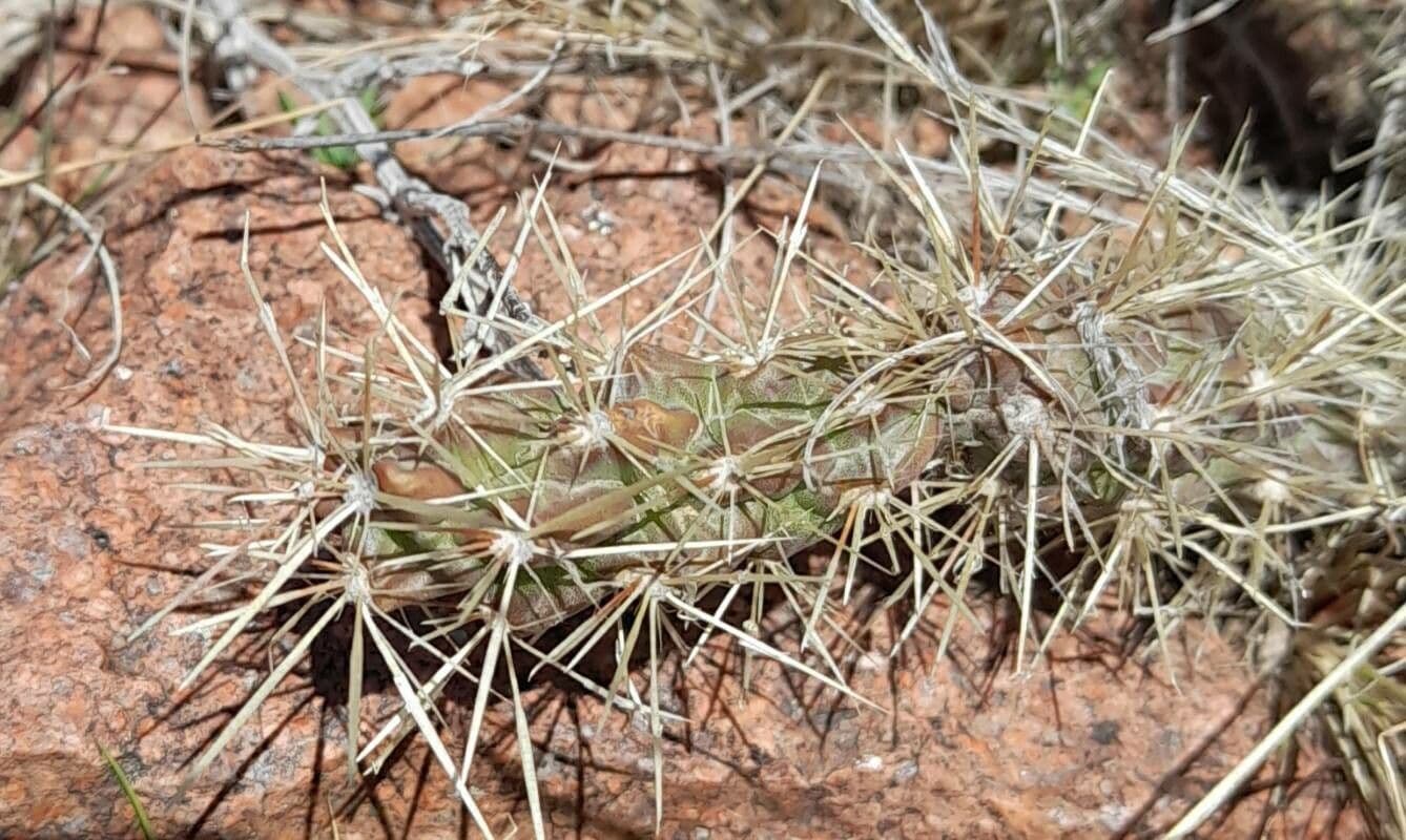 Ummantelte Cholla 13