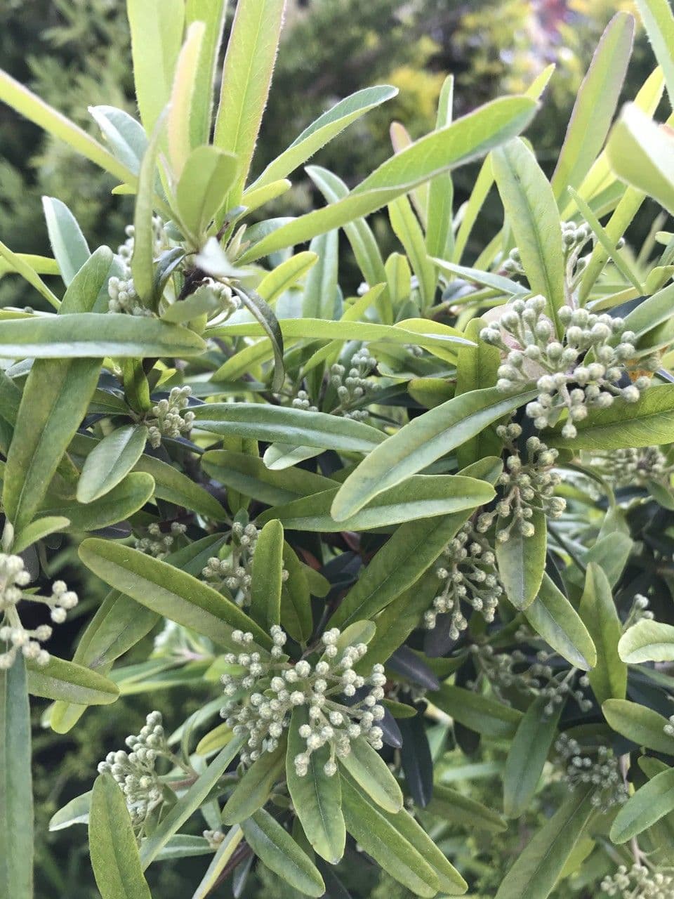 Buddleja saligna