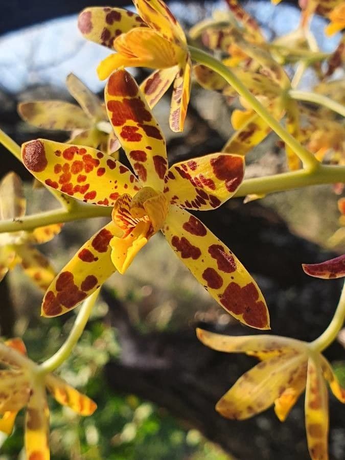 Leopardí orchidej 3