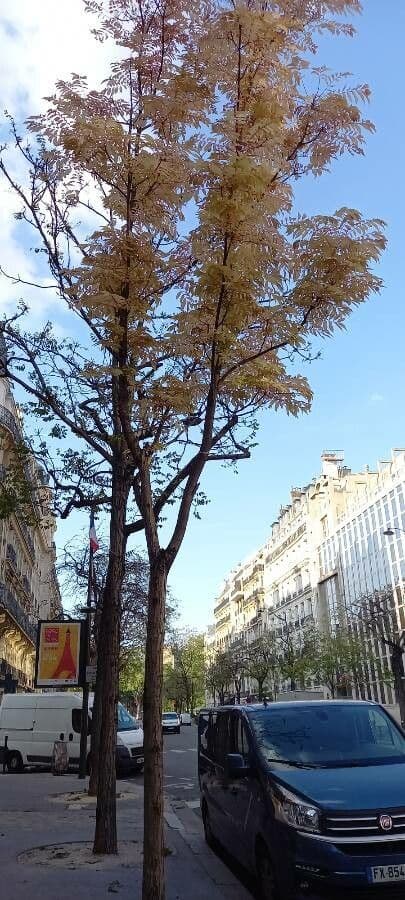 Cedro cinese 11