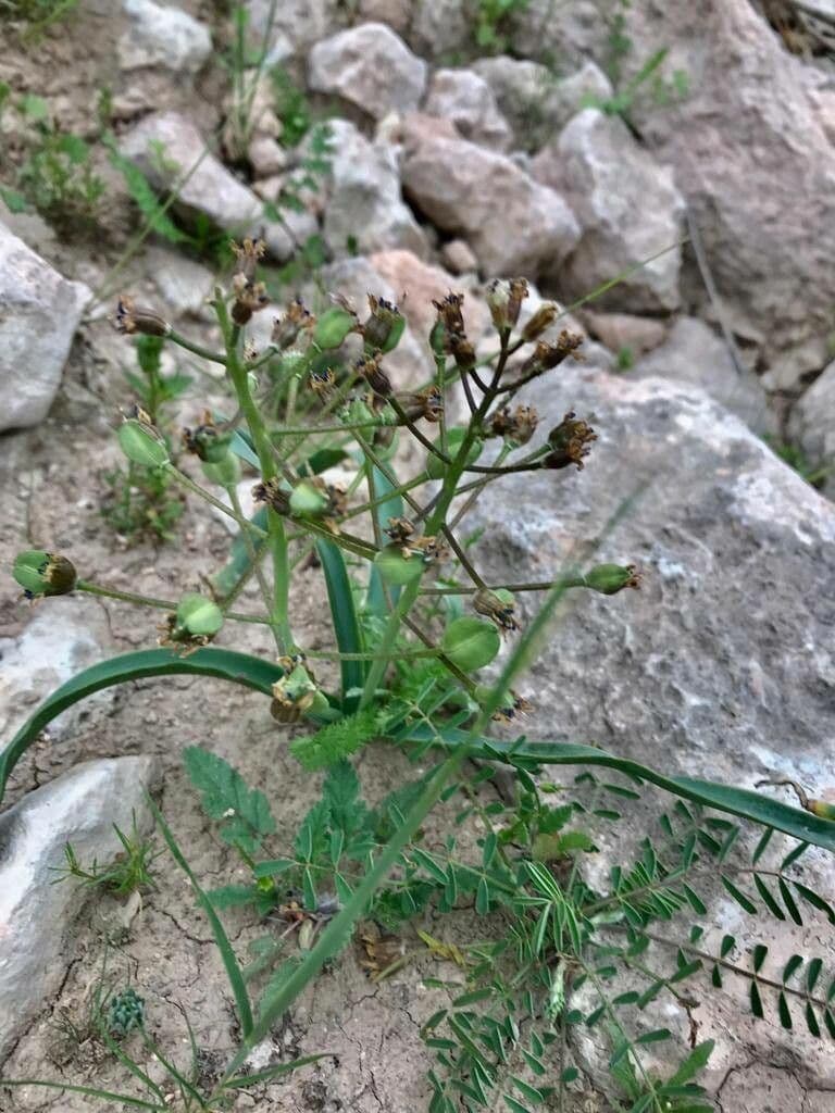 Bellevalia romana