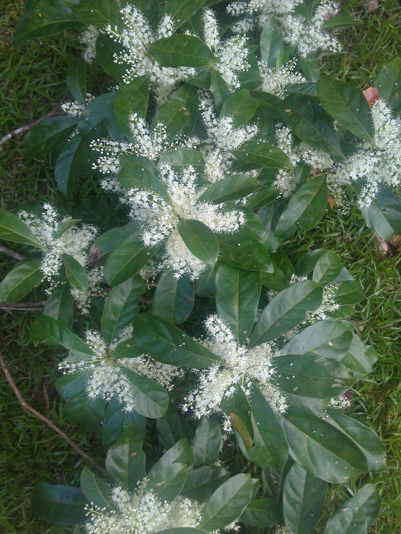 Pará-Cyrillopsis